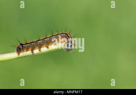 Eine atemberaubende Lakai Motte Caterpillar (Malacosoma eulengattung) auf einem Betrieb stammen. Stockfoto