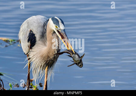 Great Blue Heron mit ersten Fang des Tages. Stockfoto