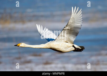 Singschwan Vorbeiflug Stockfoto