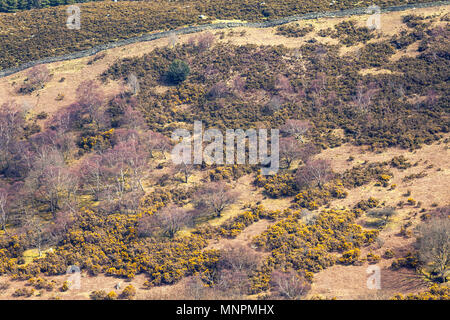 Bunte Hänge des Ogwen Valley Weiden im frühen Frühling. Snowdonia National Park, North Wales, UK Stockfoto