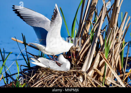 Black-headed Möwen versuchen, das Nest zu bauen während der Inkubationszeit Stockfoto