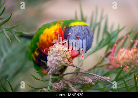 Rainbow Lorikeet (Australian Parrot) frisst Grevillea erstklassige Nektar in Sydney, Australien. Stockfoto