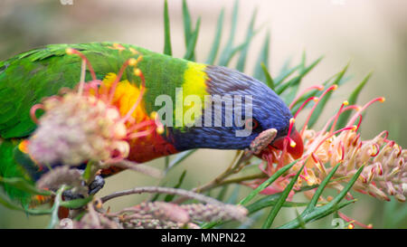 Rainbow Lorikeet (Australian Parrot) frisst Grevillea erstklassige Nektar in Sydney, Australien. Stockfoto