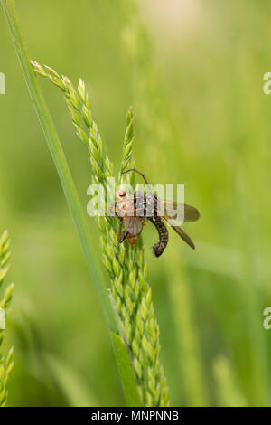 Empid Fly UK Stockfoto