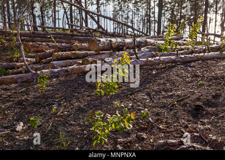 Bei der Protokollierung im Wald. Wald Grundstück gelöscht von den Bäumen. die Landschaft der Protokollierung Bahnhof mit viel cutten Bäume Stockfoto