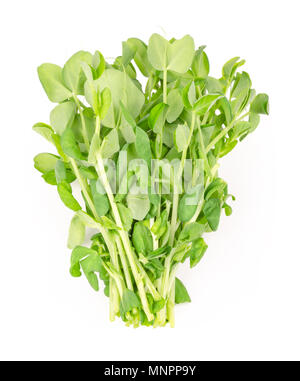 Haufen Schnee Erbse microgreen auf weißem Hintergrund. Triebe von Pisum sativum, auch "mangetout oder Zucker Erbsen. Junge Pflanzen, Keimlinge und Sprossen. Stockfoto