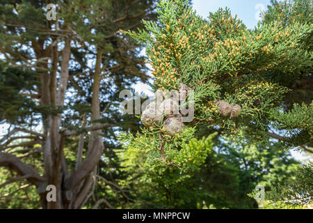 Monterey Zypressen (Cupressus macrocarpa) Kegel, die reproduktive Frucht des Baumes Stockfoto