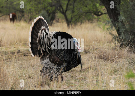 Eine männliche Gould wilde Türkei, (M.g. Mexikanische, und mehreren Weibchen die Wiesen am Fuße der Santa Rita Mountains durchstreifen, Coronado National Fo Stockfoto