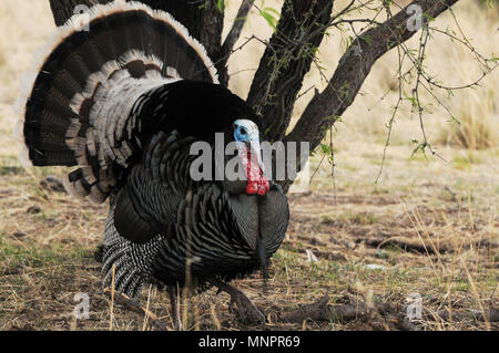 Eine männliche Gould wilde Türkei, (M.g. Mexikanische, und mehreren Weibchen die Wiesen am Fuße der Santa Rita Mountains durchstreifen, Coronado National Fo Stockfoto