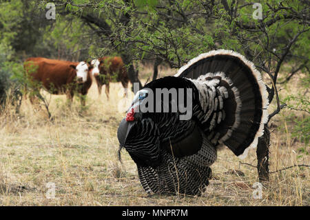 Eine männliche Gould wilde Türkei, (M.g. Mexikanische, und mehreren Weibchen die Wiesen am Fuße der Santa Rita Mountains durchstreifen, Coronado National Fo Stockfoto