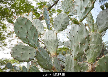 Die alten Kaktus auf Branchen, die in den Park mit vielen langen Dornen, die Sonne Licht und großen Baum im Hintergrund, Low Angle View. Stockfoto