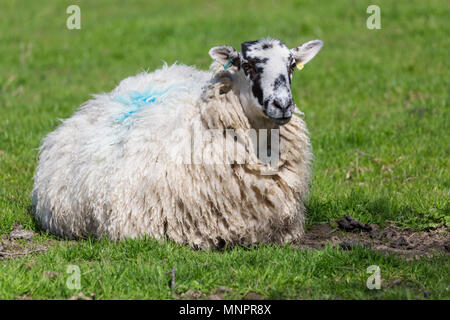 Herdwick Schafe weiden in der langdale Valley Stockfoto