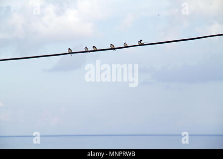 Sechs Rauchschwalben sitzen auf einem Strom Draht, im Hintergrund das Meer und den Horizont Stockfoto