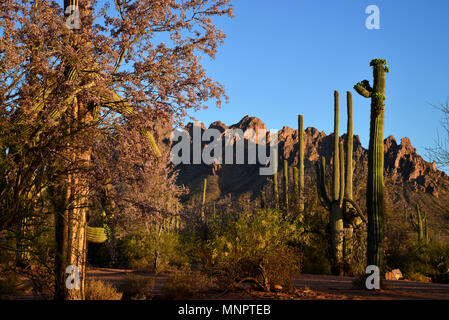 Ironwood Bäume blühen wie Saguaro Cactus bud vor dem Blühen, Silverbell Berge, zackige Top Peak, Ironwood Forest National Monument, Sonoran Wüste Stockfoto