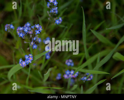 Moody Foto von zarten lila Forget-Me-Not Blumen in die Wälder rund um das State Capitol in Olympia, Washington. Stockfoto