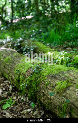 Moos und Efeu wächst über einen umgestürzten Baumstamm Stockfoto
