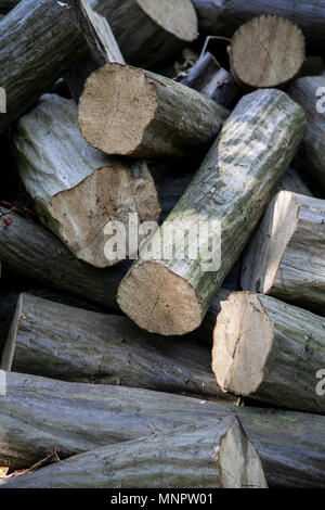 Stapel schneiden Protokolle in den Wäldern Stockfoto