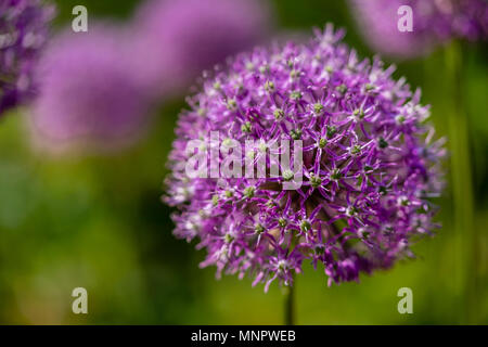 Die großen lila Blüte der Allium hollandicum auch als niederländische Knoblauch oder Persischer Knoblauch bekannt Stockfoto