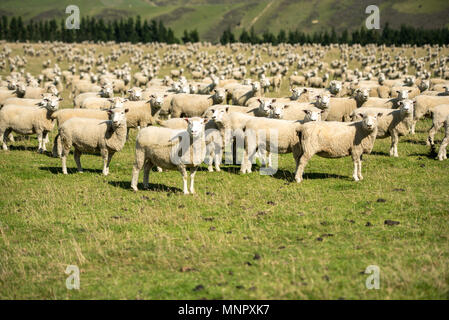 Neugierige Schafe zählen Stockfoto