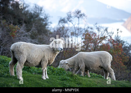 Neugierige Schafe zählen Stockfoto