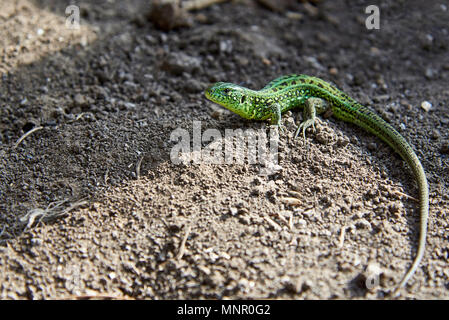 Eine grüne Eidechse sitzt auf dem Boden. Stockfoto