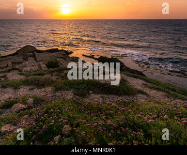 Schönen goldenen Sonnenuntergang scheint auf lila Blumen und Steine im Vordergrund, riesige Felsen und Pools in der middleground. Mittelmeer, Israel Stockfoto