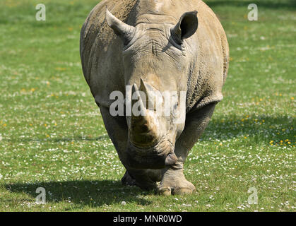 Weißes Nashorn Stockfoto