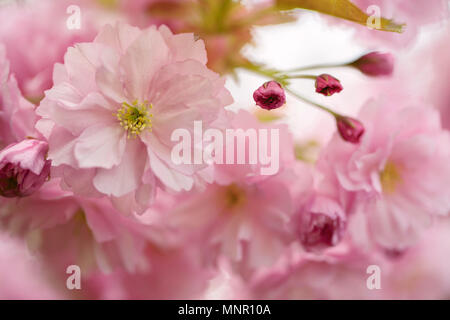 In der Nähe von rosa Kirschblüten im Frühling Stockfoto