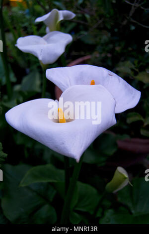 Soft Focus der weißen Zantedeschia aethiopica (als Calla lily und arum Lily bekannt) mit gelben Spatha - Araceae, Alismatales Stockfoto