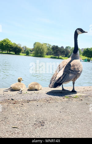 Mai 2018 - Kanada Gans mit zwei ihrer Jungen neben dem See in Portishead, North Somerset. Stockfoto