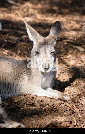 Känguru schlafen in der Sonne am Perth Zoo, South Perth, Western Australia Stockfoto