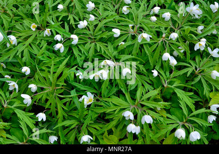 Sanften weißen wilden Blumen Schneeglöckchen Anemone (Anemone sylvestris) mit schönen geschnitzten Blätter - Frühjahr Hintergrund, die Schönheit der Natur Stockfoto