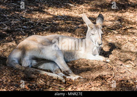 Känguru schlafen in der Sonne am Perth Zoo, South Perth, Western Australia Stockfoto