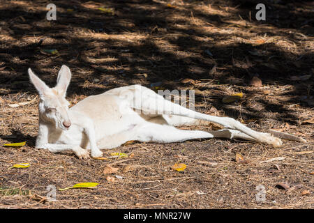 Albino Känguru schlafen in der Sonne am Perth Zoo, South Perth, Western Australia Stockfoto