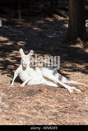 Albino Känguru schlafen in der Sonne am Perth Zoo, South Perth, Western Australia Stockfoto