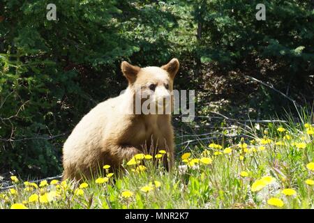 Light Brown bear Cub ist Fütterung auf Löwenzahn. Stockfoto