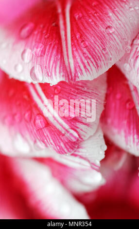 Hintergründe und Texturen: Regentropfen auf pink tulip Blütenblätter, Natur Blumen abstrakt, closeup Schuß Stockfoto