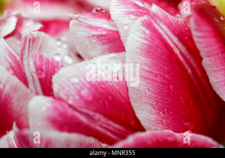 Hintergründe und Texturen: Regentropfen auf pink tulip Blütenblätter, Natur Blumen abstrakt, closeup Schuß Stockfoto