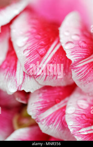 Hintergründe und Texturen: Regentropfen auf pink tulip Blütenblätter, Natur Blumen abstrakt, closeup Schuß Stockfoto