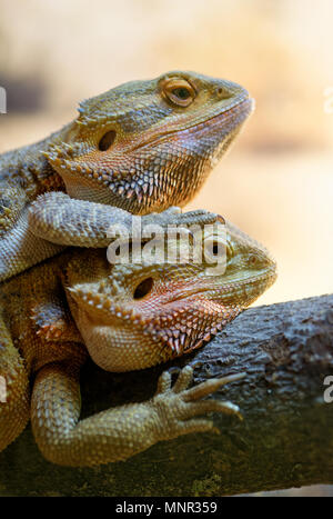 Tiere: Paar Bartagamen (Pogona vitticeps), Nahaufnahme Schuß Stockfoto