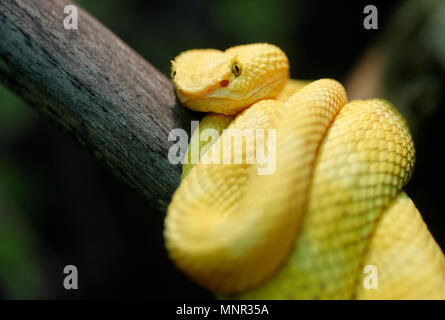 Tiere: gelb Wimpern Viper (Testudo schlegelii) auf einem Ast, closeup Schuß Stockfoto