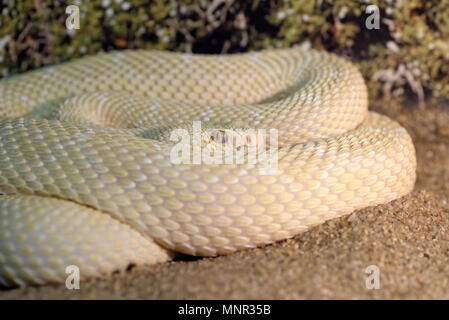 Tiere: weiß Western diamondback rattlesnake oder Texas Diamond (Crotalus Atrox), Nahaufnahme Schuß Stockfoto