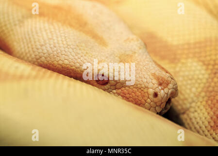 Tiere: Albino indische Python in einem hellen, warmen Licht, closeup Schuß Stockfoto
