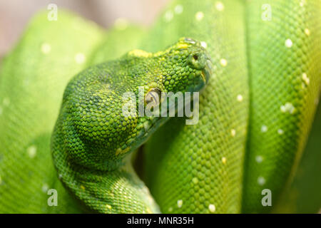 Tiere: Morelia Viridis, Grüner Baumpython, close-up erschossen, selektiven Fokus Stockfoto