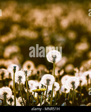 Löwenzahn Samen Köpfe glühen mit der Lichter als die Sonne am Abend einstellt. Stockfoto