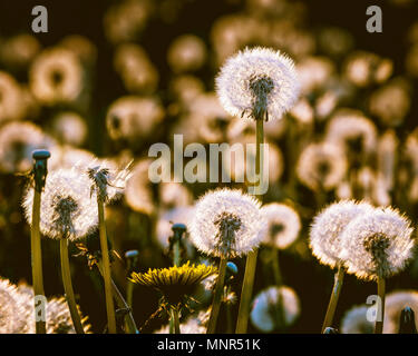 Löwenzahn Samen Köpfe glühen mit der Lichter als die Sonne am Abend einstellt. Stockfoto