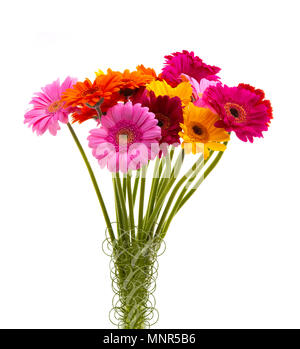 Bündel der sortierten Gerber Blumen auf awhite Hintergrund Stockfoto