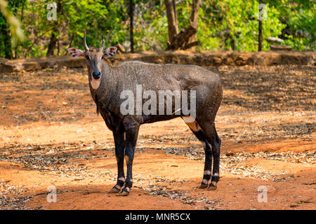 Super Nahaufnahme des Nilgai Rotwild am Indischen Nationalpark, Visakhapatnam in sonniger Tag. Stockfoto