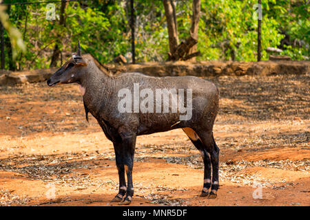 Super Nahaufnahme des Nilgai Rotwild am Indischen Nationalpark, Visakhapatnam in sonniger Tag. Stockfoto