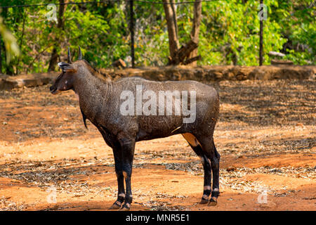 Super Nahaufnahme des Nilgai Rotwild am Indischen Nationalpark, Visakhapatnam in sonniger Tag. Stockfoto